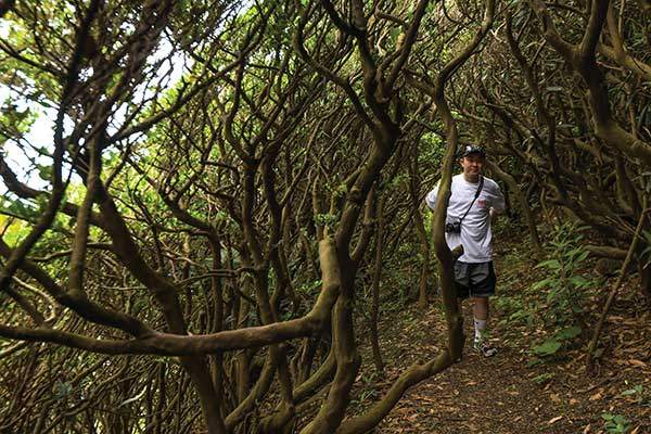 가지가 거미줄처럼 복잡하게 뻗은 진지동굴 탐방로. 어디서도 만나기 어려운 풍광이다.