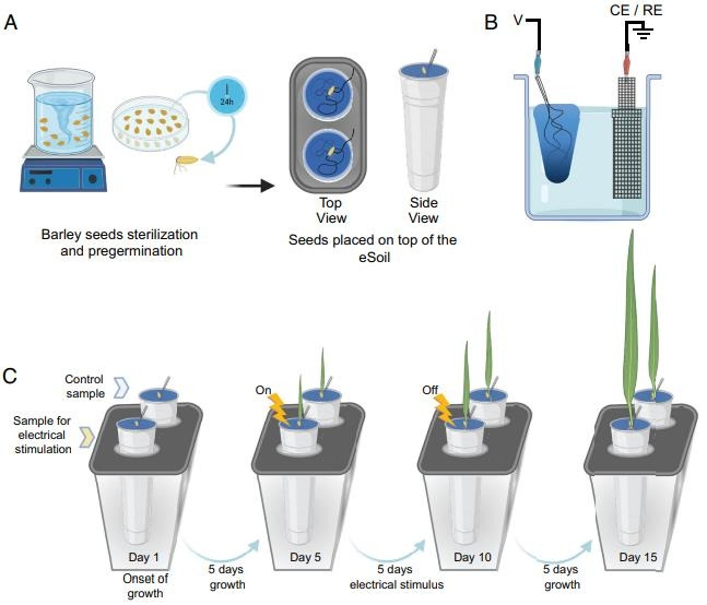 전자토양 및 전기 자극을 이용한 보리 재배 비교 실험 [PNAS/Eleni Stavrinidou et al. 제공. 재판매 및 DB 금지]