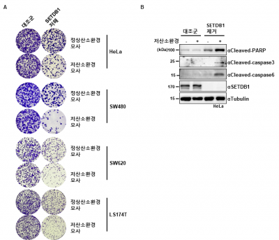 SETDB1 저해/제거 시 저산소 환경에서 세포사멸 및 성장 억제가 뚜렷한 모습. 생명연 제공