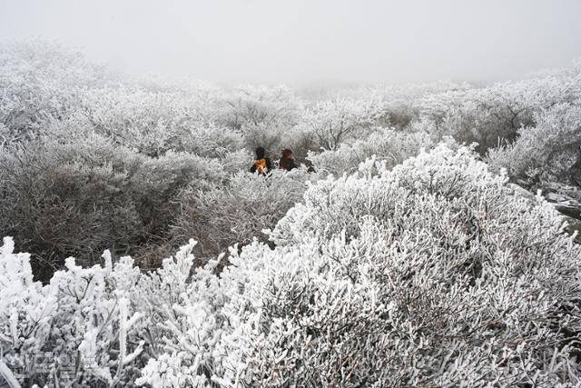 서석대 꼭대기에서 전망대로 내려가는 길이 눈꽃 터널을 이루고 있다.
