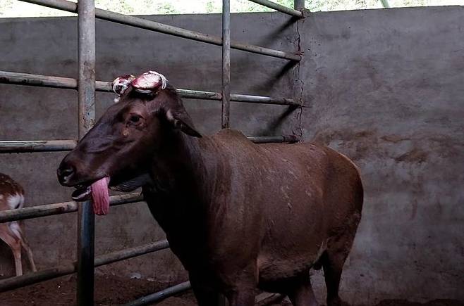 뿔이 잘린 사슴이 고통스러워하고 있다.(사진=PETA 제공) *재판매 및 DB 금지