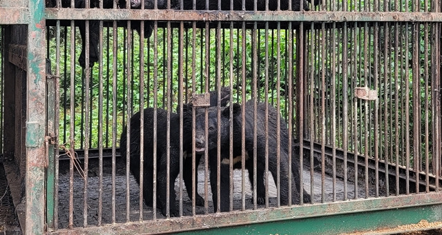 [용인=뉴시스]박종대 기자 = 지난 7월6일 경기 용인시 처인구 한 곰 사육농가에서 곰 2마리가 탈출한 가운데 해당 농가에서 키우고 있는 다른 곰들이 사육장 안을 돌아다니고 있다. 2021.7.6. pjd@newsis.com *재판매 및 DB 금지