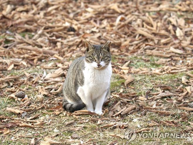 길고양이 [촬영 홍준석]