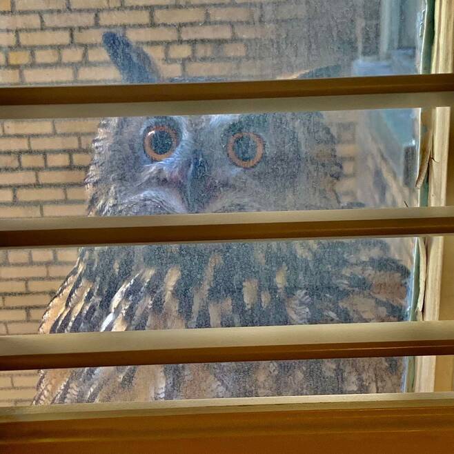 미국의 작가 낸 나이튼의 집 창문 난간에서 목격된 수리부엉이 플라코. 부엌 쪽 창문에 몇 시간 동안 앉아 있다가 자리를 떴다고 한다. /낸 나이튼 홈페이지