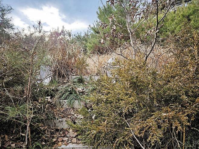 경남 합천에 전두환이 생전에 마련해 둔 자신의 묫자리(신후지지)는 올해 가보니 잔솔에 덮여 있는 상태였다./김두규 교수 제공