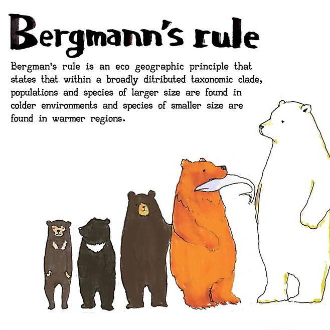 베르그만의 법칙에 따르면, 같은 생물종 사이에서도 기후와 환경에 따라 몸집 차이가 난다. 열대에 서식하는 말레이 곰은 100~140cm, 온대 서식 반달가슴곰은 120~180cm, 북극곰은 200~250cm에 달한다.