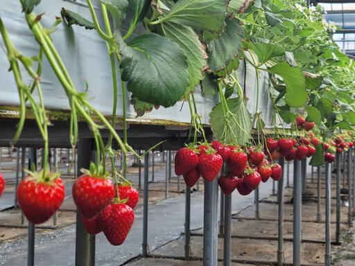 수경재배를 통해 딸기를 재배 중인 농가. 양평군 제공