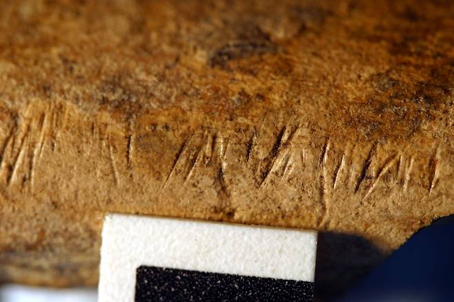 케냐에서 발굴된 150만년 전 동물뼈. 도구로 살코기를 발라낸 발골 흔적이 보인다./미 조지 워싱턴대
