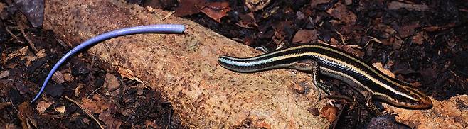 스스로 꼬리를 자른 다섯줄도마뱀(Eumeces japonicus). 꼬리 근육에 있는 미세 구조 덕분에 상황에 따라 꼬리의 강도를 조절할 수 있는 것으로 밝혀졌다./Science