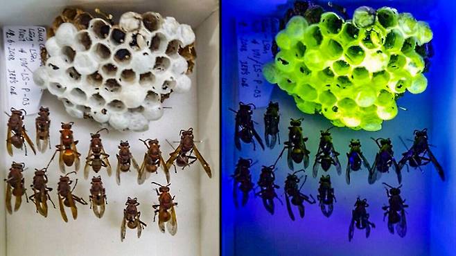 말벌집의 고치 덮개는 백색광을 비추면 흰색을 보이지만 자외선 조명 아래에선 연두색 형광을 냈다./프랑스 파리대