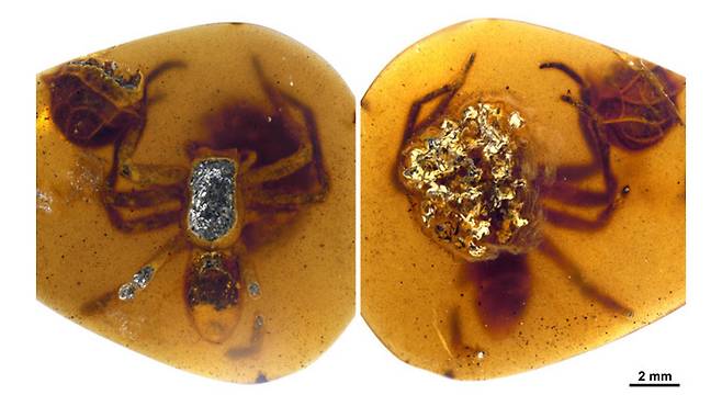 호박 속에서 발견된 9900만년 전 거미 암컷. 왼쪽은 위에서 본 모습이고 오른쪽은 배를 보여준다. 거미가 알들을 품은 채 화석이 됐음을 알 수 있다. /영국왕립학회보B
