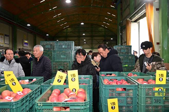 청송군 농산물산지공판장이 3일 새해 첫 경매를 시작했다.[청송군 제공]