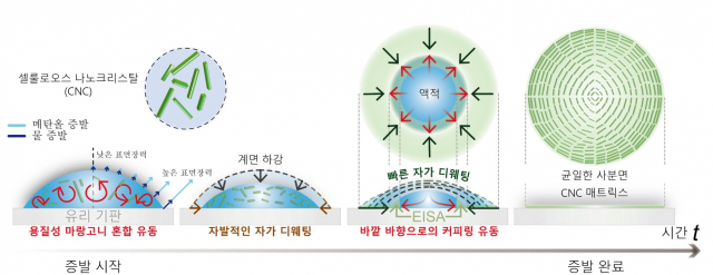 금 나노 막대와 셀룰로오스 나노크리스탈 복합체가 사물 표면에 초환형(나이테) 구조로 균일하게 증착되는 모습을 나타낸 그림. 사진 제공=KAIST