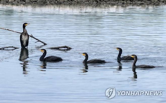 민물가마우지 [연합뉴스 자료사진]