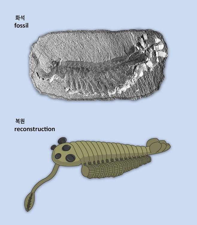 캄브리아기 폭발 시기에 등장했다가 멸종된 오파비니아의 화석(사진 위)과 복원된 이미지. UC 버클리 고생물 박물관 홈페이지