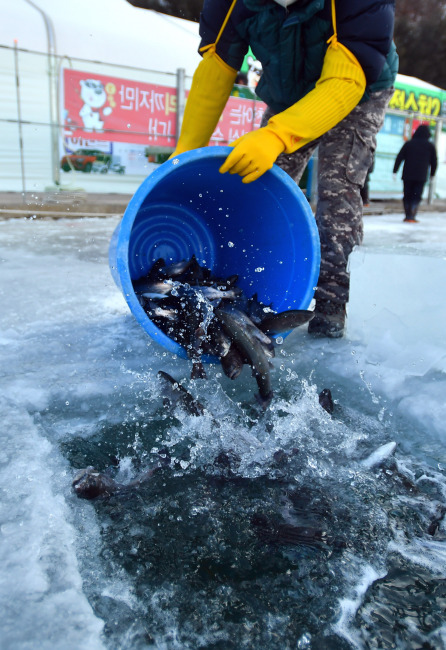 2023년 1월 4일 강원 화천군 화천천의 화천산천어축제장 얼음낚시터에서 축제 관계자들이 산천어들을 방류하고 있다. 화천군 제공.