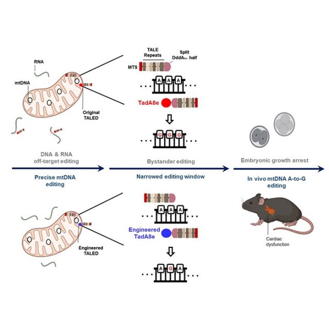 기존의 미토콘드리아 유전자 교정 기술인 TALED는 무작위한 RNA 및 DNA 변형을 일으켜 생쥐 배아에 적용할 경우 비정상적인 발달을 하는 반면(위), 연구진이 개량한 TALED-V28R은 무작위한 RNA 및 DNA 변형을 줄이고 나아가 미토콘드리아 질환 모델 개발에도 성공했다. 연구진 제공