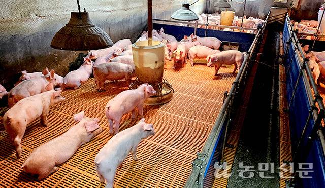 환경친화축산농장 인증을 받은 전북 김제의 한 양돈장. 해당 양돈장은 같은 규모의 다른 농장과 비교했을 때 온실가스 발생량이 적은 것으로 알려졌다.
