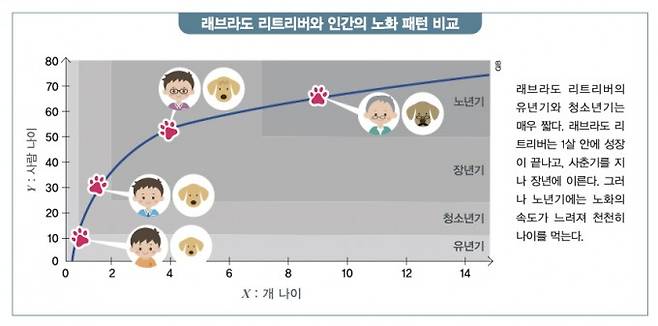 래브라도 리트리버와 인간의 노화패턴 비교. 수학동아 제공