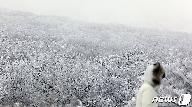 성탄절을 하루 앞둔 24일 제주시 한라산 1100고지 인근에 눈꽃이 피어있다.2023.12.24/뉴스1 ⓒ News1 고동명 기자