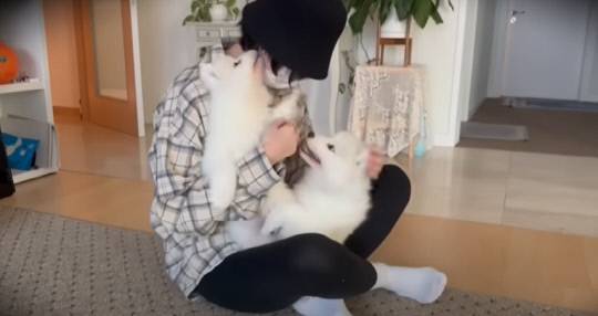 유튜버 B 씨는 1년 전 사고로 사망한 반려견 티코의 복제견 두 마리를 입양했다. 사진=사모예드 티코 유튜브 캡처