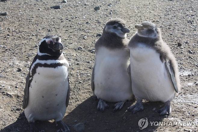 마젤란 펭귄 칠레 마그달레나 섬의 마젤란 펭귄 [촬영 고미혜]