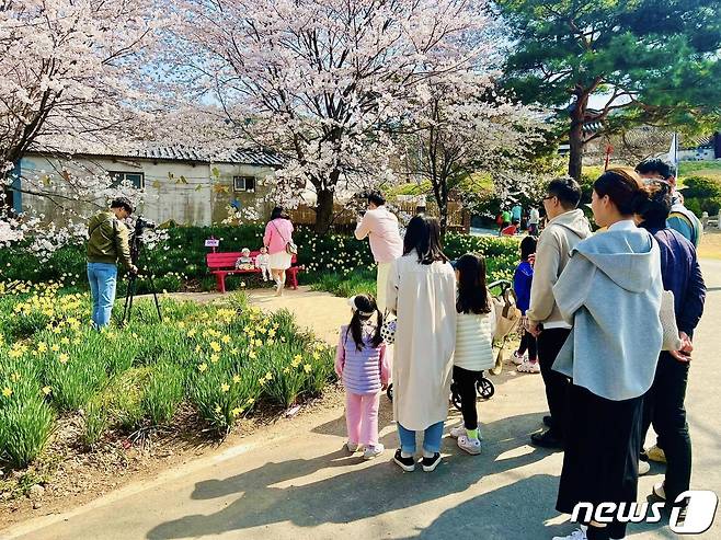 수선화 마을로 유명해진 홍성 거북이마을을 찾은 관광객들.(홍성군 제공)/뉴스1