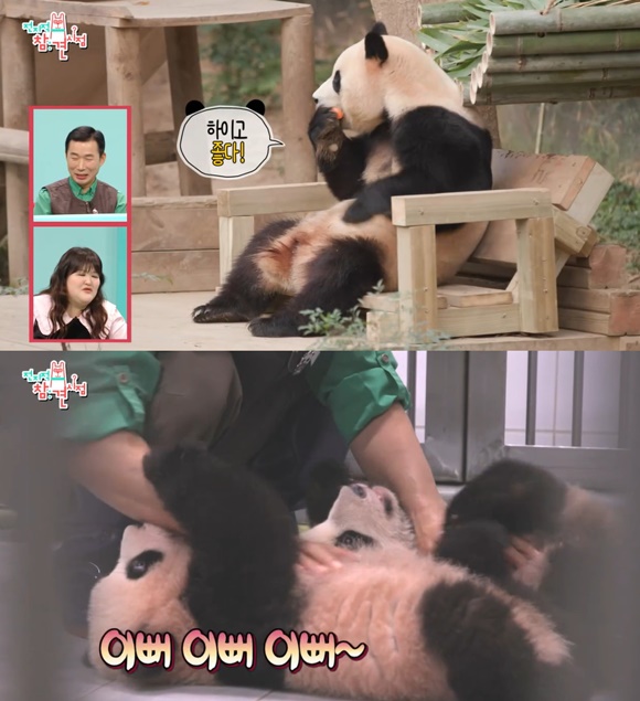 지난 6일 방송된 MBC 예능 '전지적 참견 시점'에는 푸바오(위)와 루아비오 후이바오 등 바오 가족과 강철원 사육사가 출연했다. /MBC 방송화면 캡처