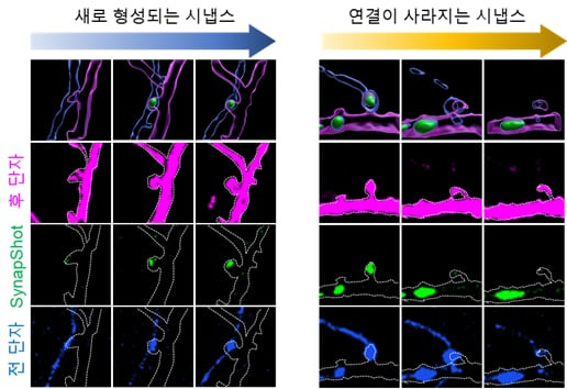 한국과학기술원(KAIST) 연구진이 기초과학연구원(IBS), 미국 존스홉킨스대와 공동으로 개발한 '시냅샷' 기술로 본 시냅스 구조 변화 과정. 살아있는 포유류에서는 처음으로 시냅스 구조 변화를 실시간으로 포착하는 데 성공했다./한국과학기술원