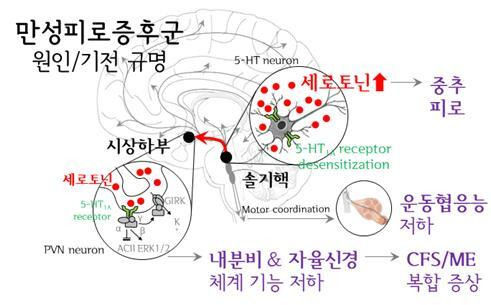 세로토닌 과활성의 만성피로증후군 병인학적 기전 요약 / 사진=대전대학교 제공, 연합뉴스