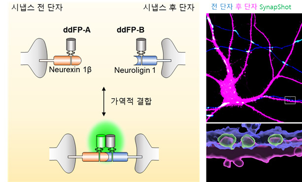 시냅스 관찰 기술 시냅샷(SynapShot)의 모식도와 신경세포에서 관찰된 시냅스의 현미경 사진.[KAIST 제공]