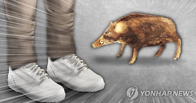 멧돼지(PG) [연합뉴스 자료사진]