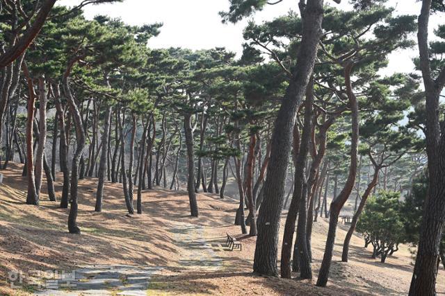 계백장군묘 주변은 정갈한 솔숲으로 단장돼 있다. 계백장군유적지 전체가 산책하기 좋은 공원이다.