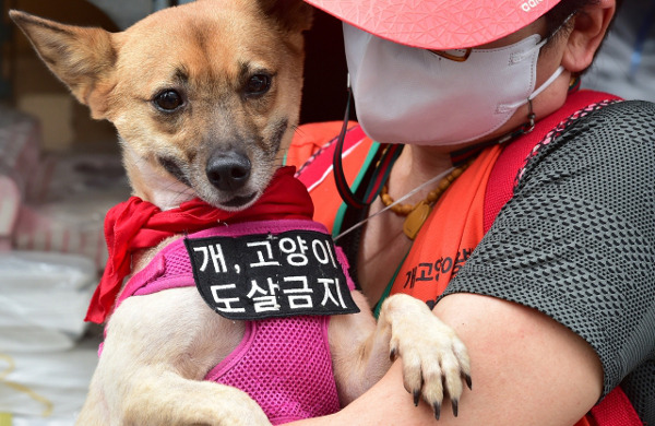 2022년 8월 15일 대구 북구 칠성시장 개고기 골목에서 전국동물보호단체 회원들이 ‘칠성개시장 완전 철폐를 촉구하는 기자회견’을 진행하고 있다. 뉴시스