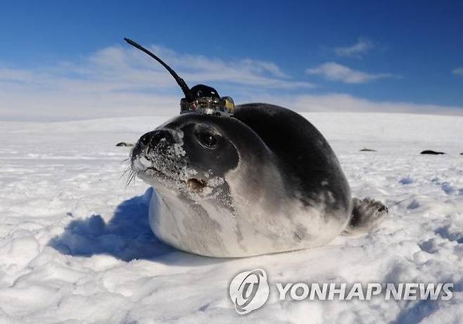 코끼리 바다 물범 [사진출처=연합뉴스]