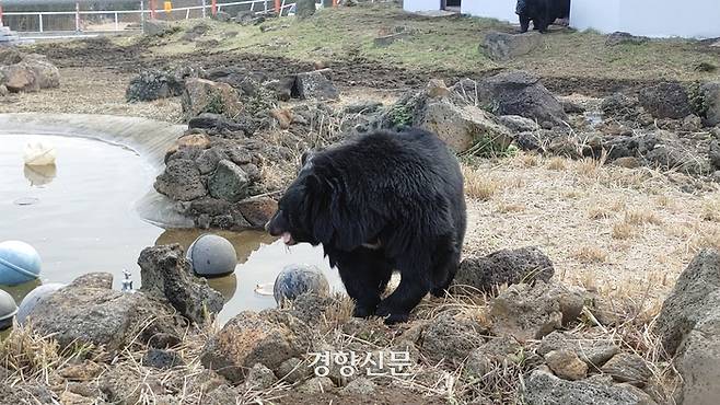 제주로 이주한 반달가슴곰. 제주도 제공