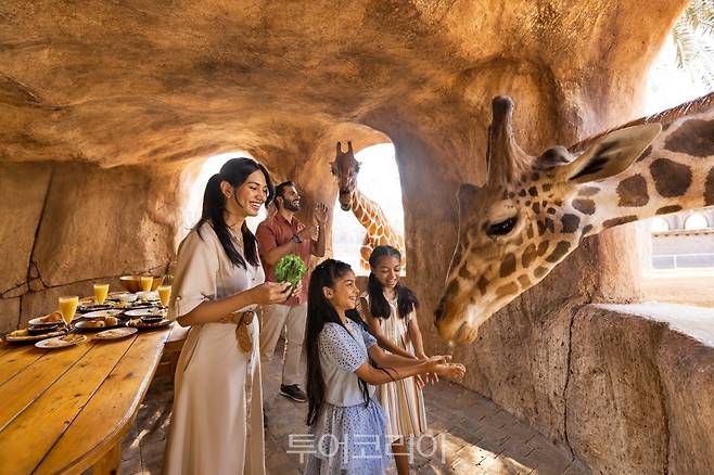 기린 먹이주기 체험 @ Emirates Park Zoo