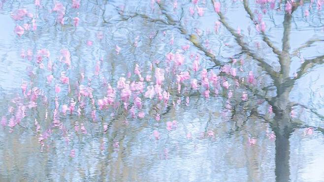 식물 부문 우승작. 네덜란드 출신 작가 리아 블루멘달이 로테르담의 한 식물원에서 물에 비친 나무의 모습을 촬영했다. 리아 블루멘달·올해의 클로즈업 사진가상 제공