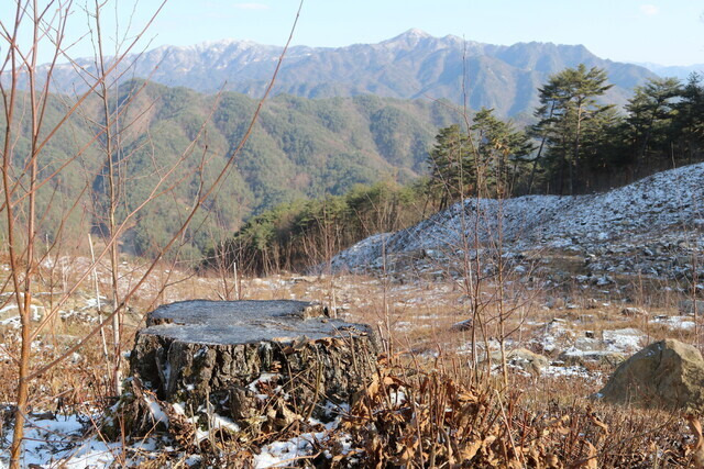 강원도 인제군 원대리 자작나무숲 후계림 조성지역. 50∼70년으로 추정되는 굴참나무 밑동 주위로 어린 자작나무들이 자라고 있다. 류석우 기자