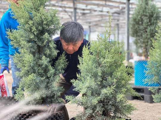 강원도 춘천시 남면 강촌 2000평 유리온실 피톤치드  치유 팜 ‘마인바움’(Mein Baum·독일어로 ‘내 나무’)에서 김영식 전 1군사령관이 자신의 묘목인  썰프레아 나무를 돌보고 있다..  김영식 예비역 대장 제공