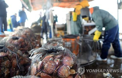 고성 가리비 수확 [연합뉴스 자료사진]