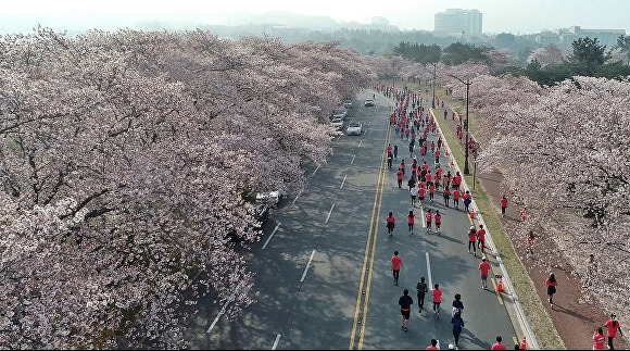 지난해 4월 경주 보문관광지 일원에서 제30회 경주벚꽃마라톤대회가 열리고 있다. [사진=경주시청]