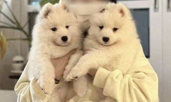 20만 구독자를 가진 유명 동물 유튜버가 지난해 세상을 떠난 자신의 반려견을 복제한 사실을 공개하면서 반려견 복제 논쟁이 불거졌다. 사진은 해당 유튜버의 이전 반려견을 복제해 태어난 강아지들. [인스타그램 캡처]