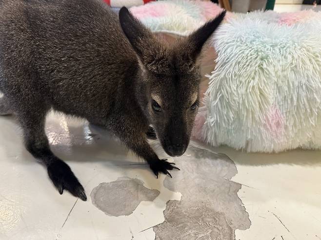 지난 7일 서울 마포구 홍대 인근 한 야생동물카페에서 왈라비가 바닥재를 뜯어 먹고 있다.