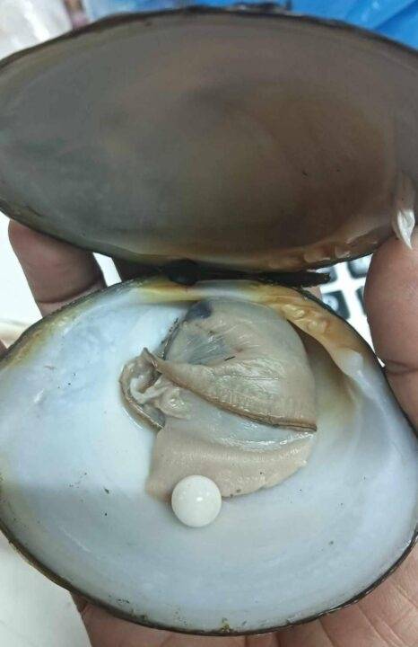 시장에서 산 조개에서 천연 희귀 멜로 진주를 발견한 태국 여성(사진-데일리뉴스)