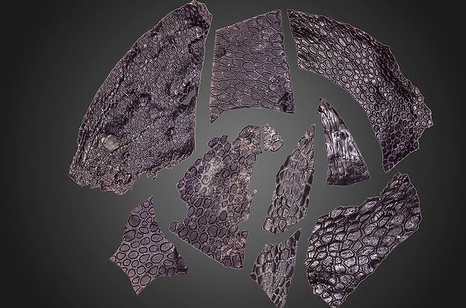 현미경으로 본 2억9천만년 전 파충류로 추정되는 동물의 피부 구조. 커런트 바이올로지