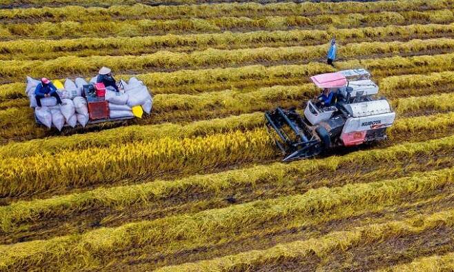 쌀을 수확하는 남부 끼엔장성의 농부들 [VN익스프레스 사이트 캡처. 재판매 및 DB 금지]