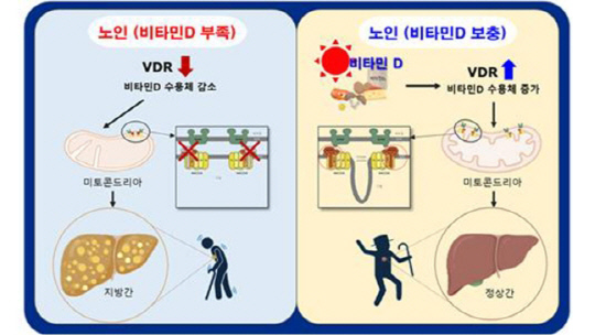 연구결과 모식도. 질병관리청 제공.