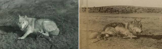 덫에 걸린 블랑카(왼쪽)와 짝이 죽자 상심한 로보(오른쪽). 어니스트 시튼 제공