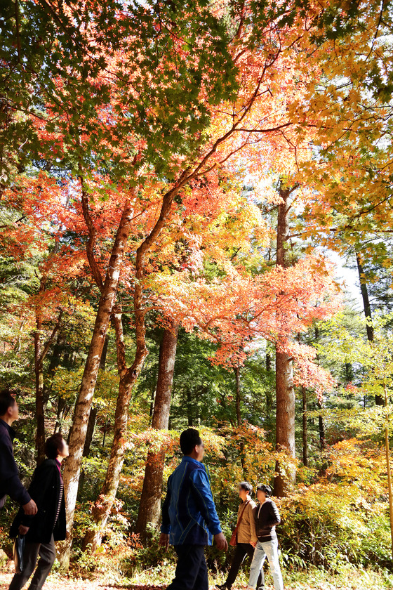 = 가을이 성큼 내려앉은 15일 강원 평창군 진부면 오대산국립공원을 찾은 방문객들이 울긋불긋 물들어가는 전나무 숲길을 걸으며 여유로운 시간을 즐기고 있다./뉴스1